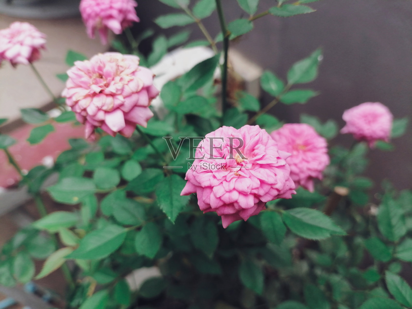 美丽的粉红色玫瑰花照片摄影图片