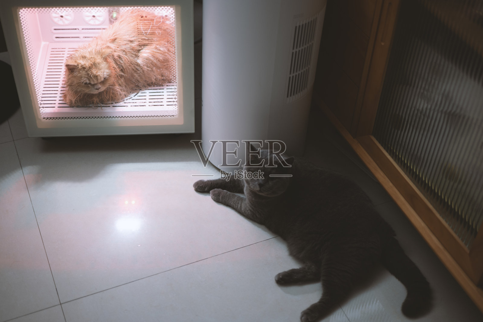 这只可爱、胖乎乎的蓝灰色英国短毛猫和英国长毛猫是最好的朋友，有着深厚的友谊。无论是玩耍，睡觉，还是梳洗，他们总是陪伴在一起照片摄影图片