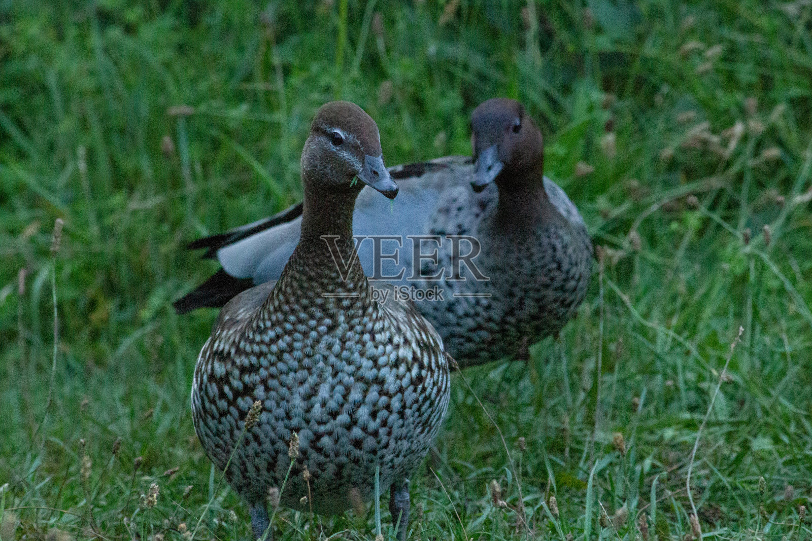 好奇的鸭子照片摄影图片