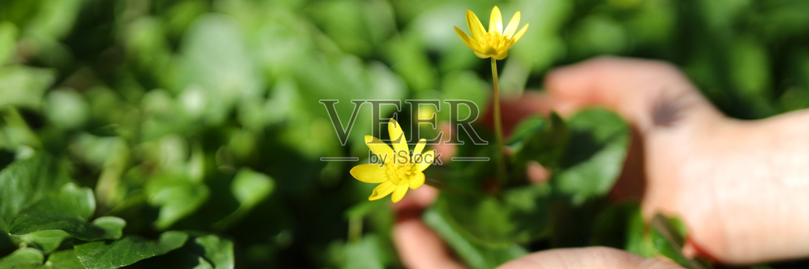 明亮的黄色花朵盛开在大自然的花园里，在郁郁葱葱的绿色植物中充满活力的花瓣特写。照片摄影图片