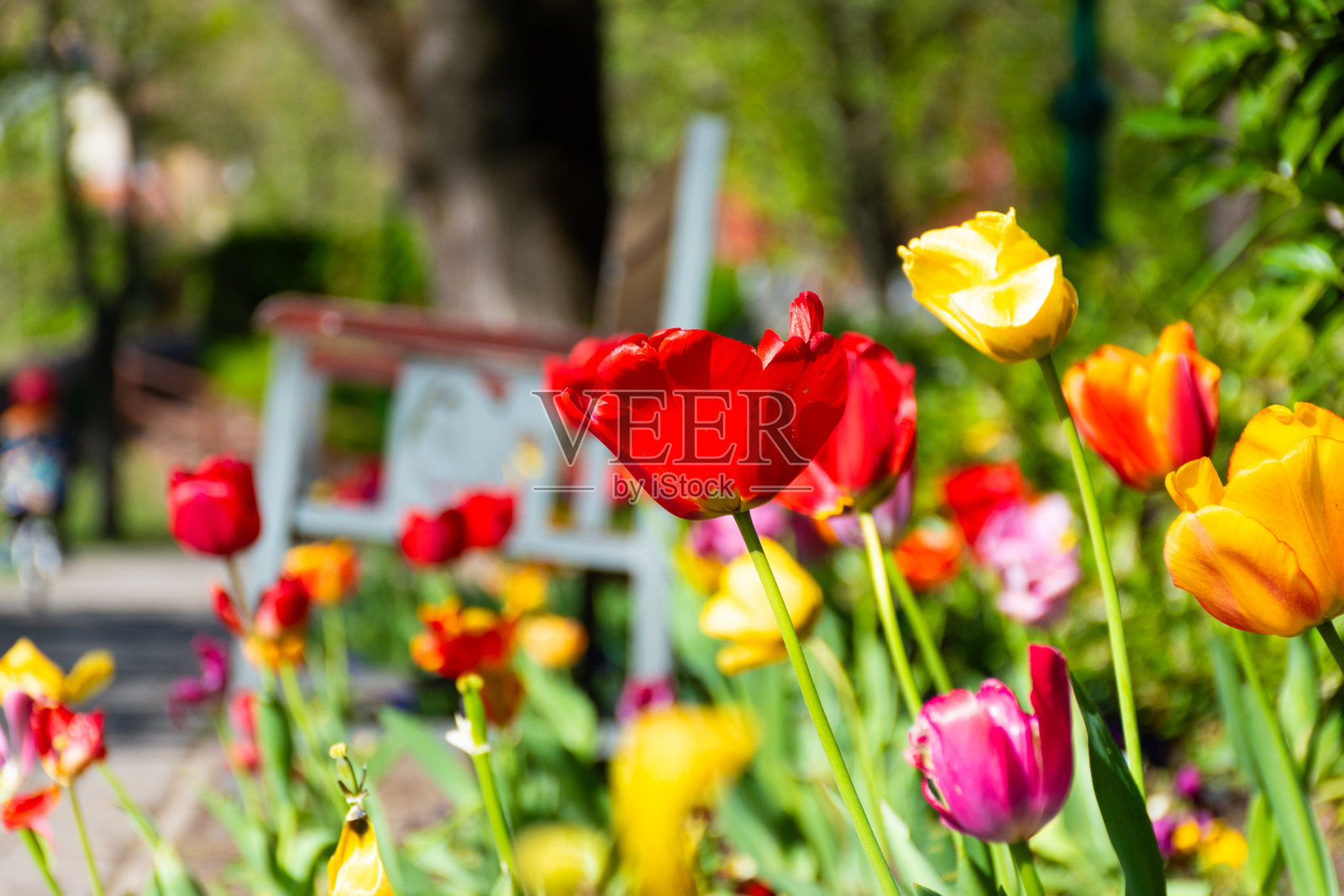 花园里的郁金香照片摄影图片