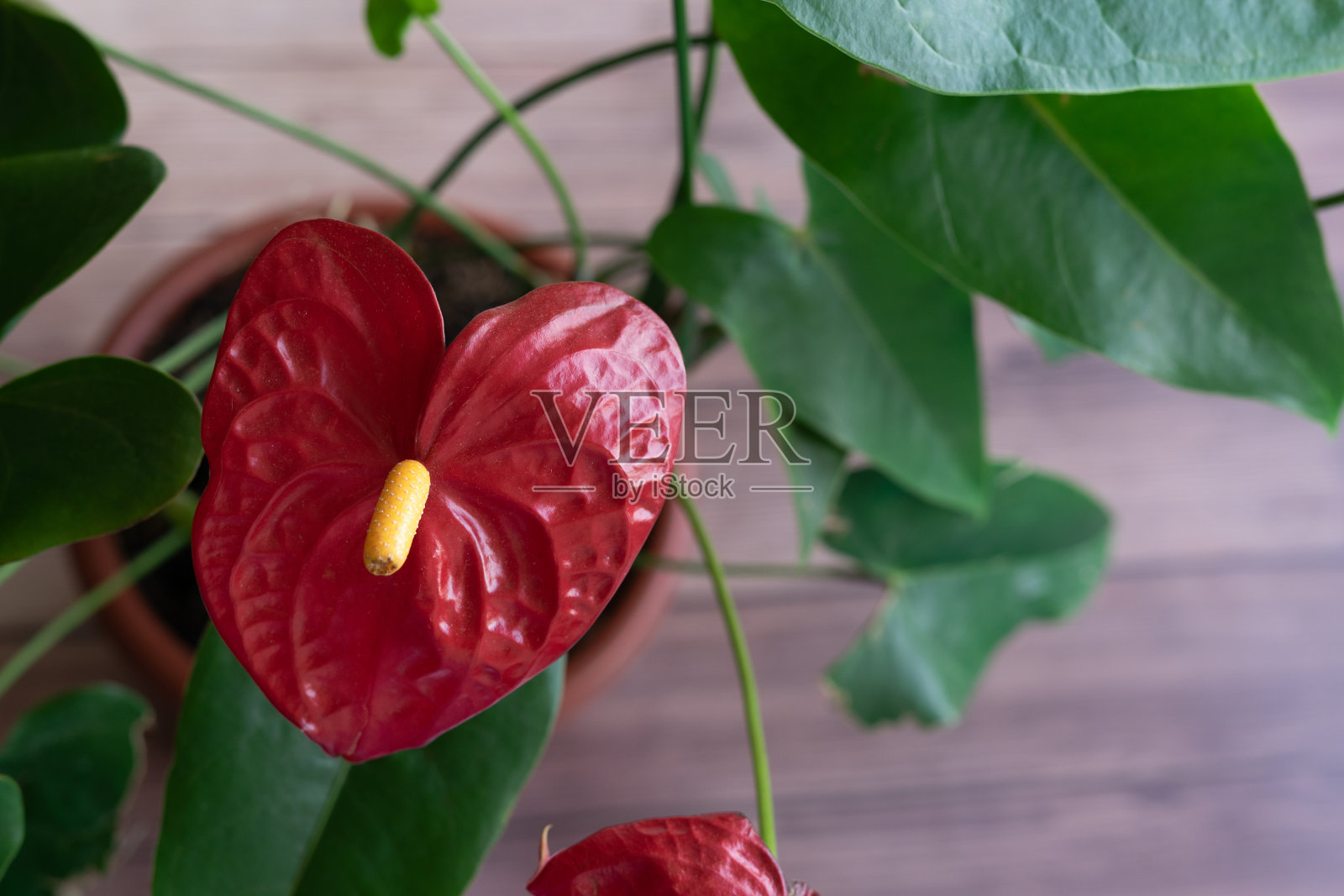 红掌植物，红色的花。属花烛属植物照片摄影图片