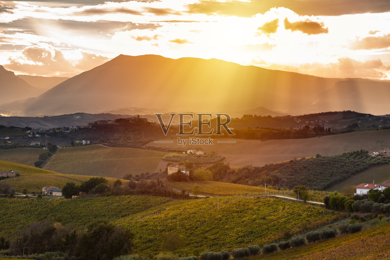 日落在乡村与葡萄园在秋天照片摄影图片
