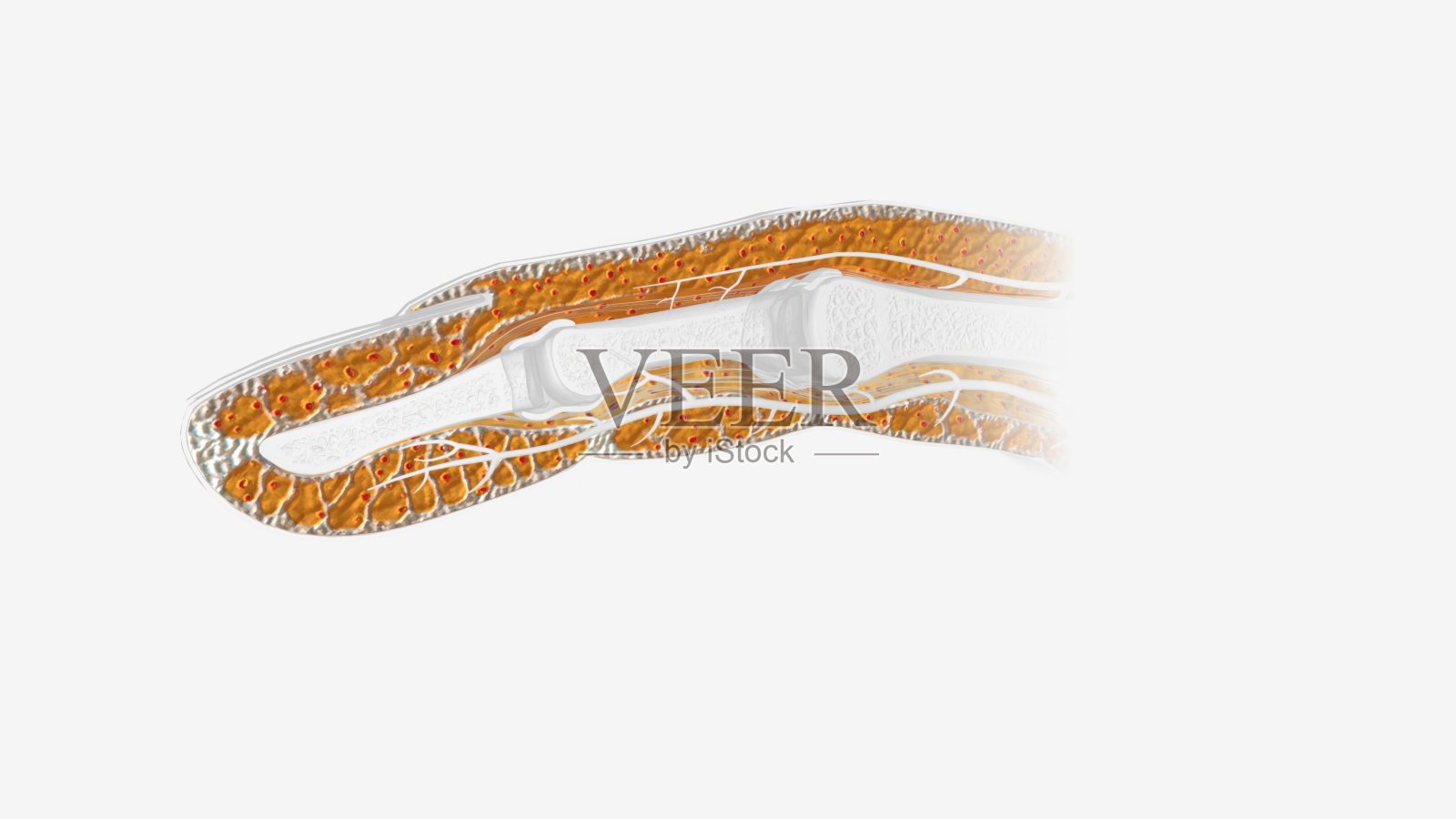 指甲组织横切面照片摄影图片