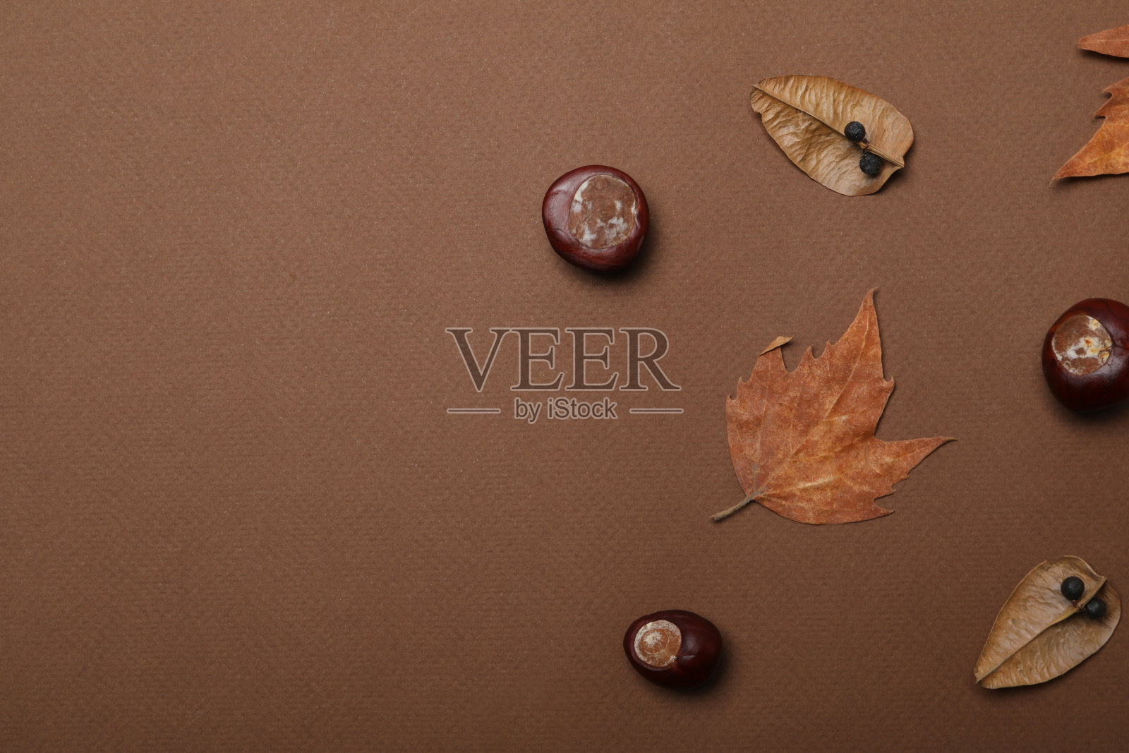 新鲜成熟的栗子，文字的空间照片摄影图片