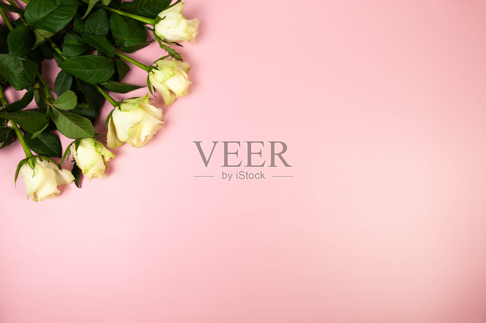 粉红色背景上的白玫瑰花束俯视图。照片摄影图片