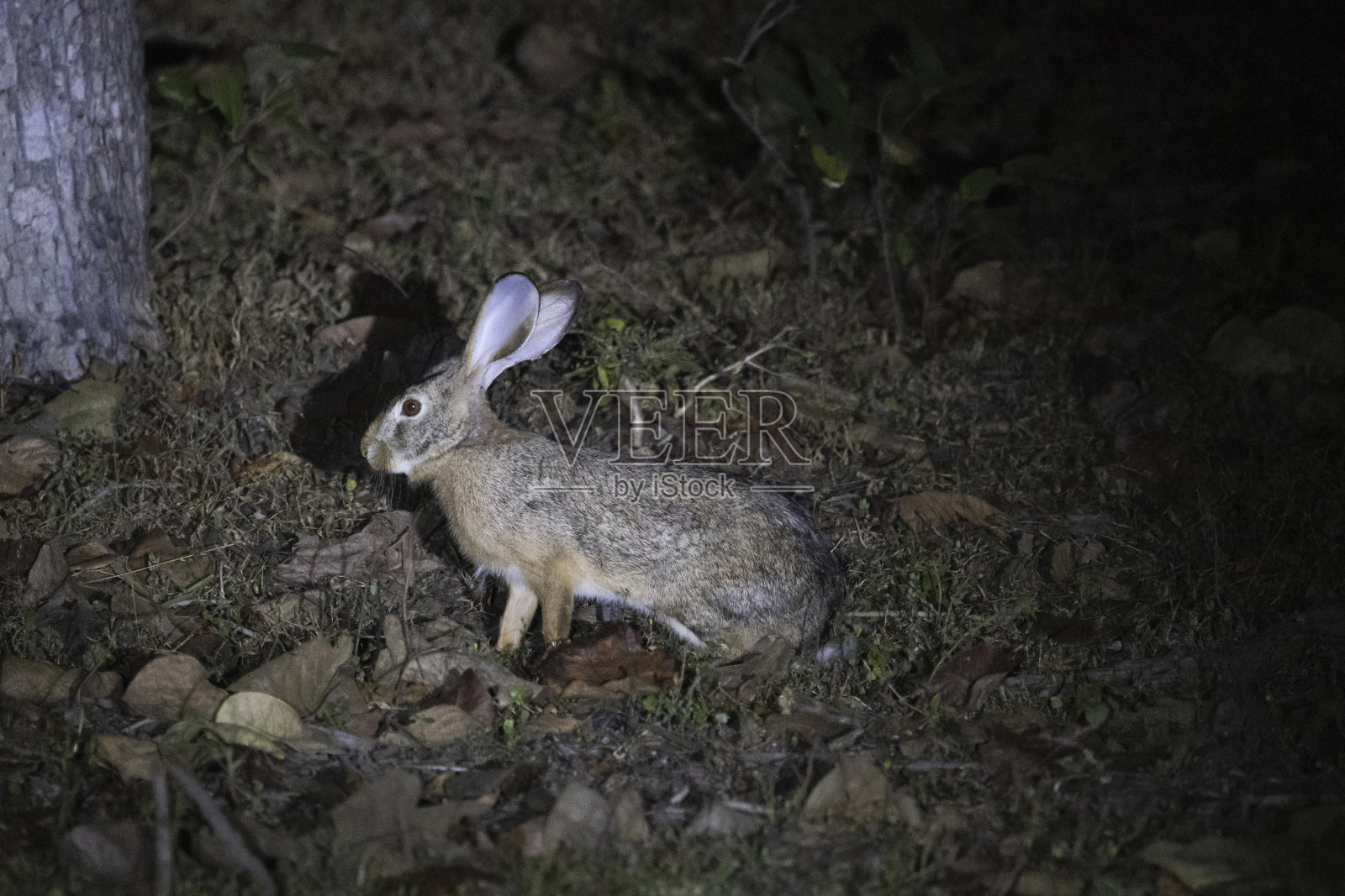 印度野兔，黑羊，Panna，中央邦，印度照片摄影图片