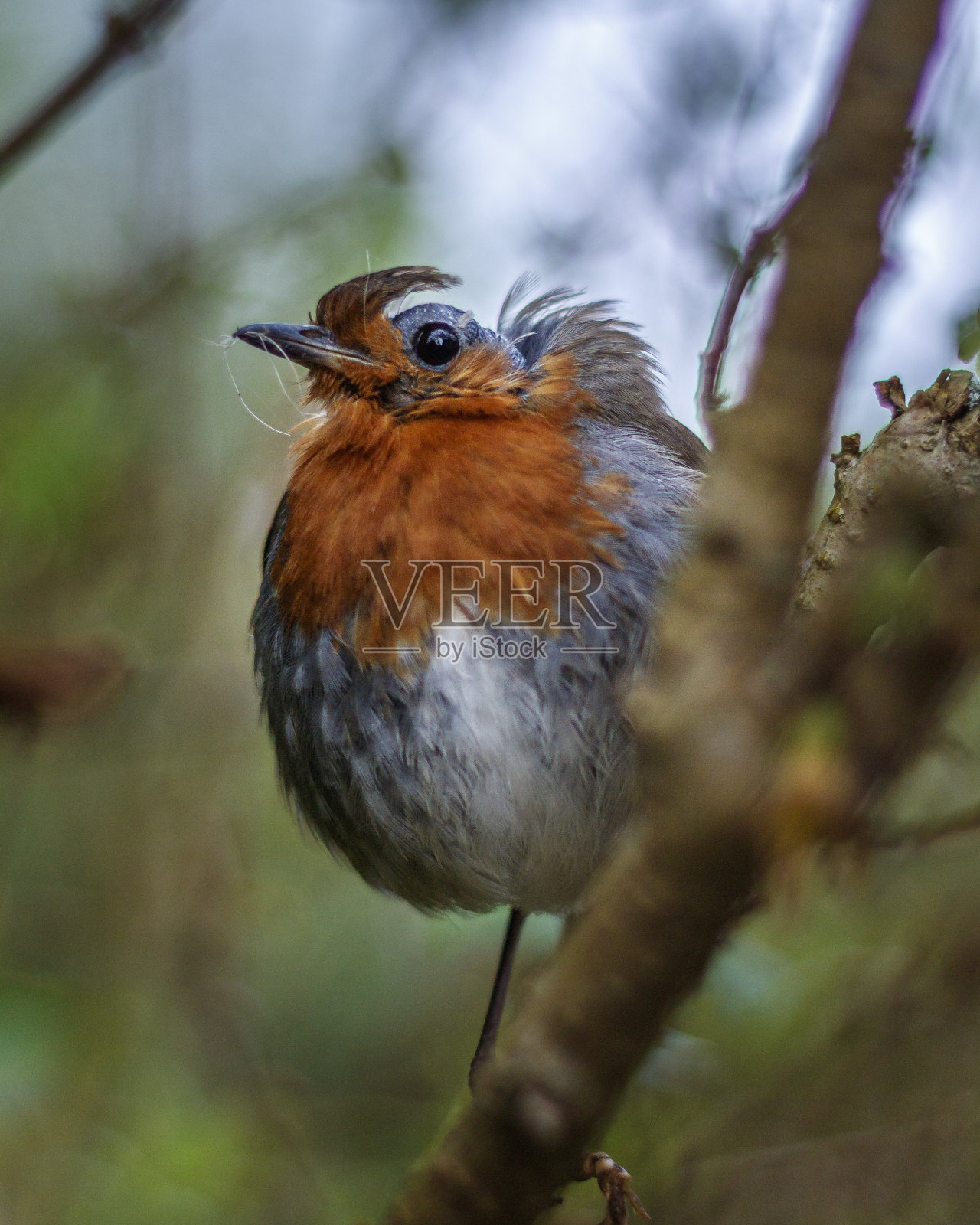罗宾照片摄影图片