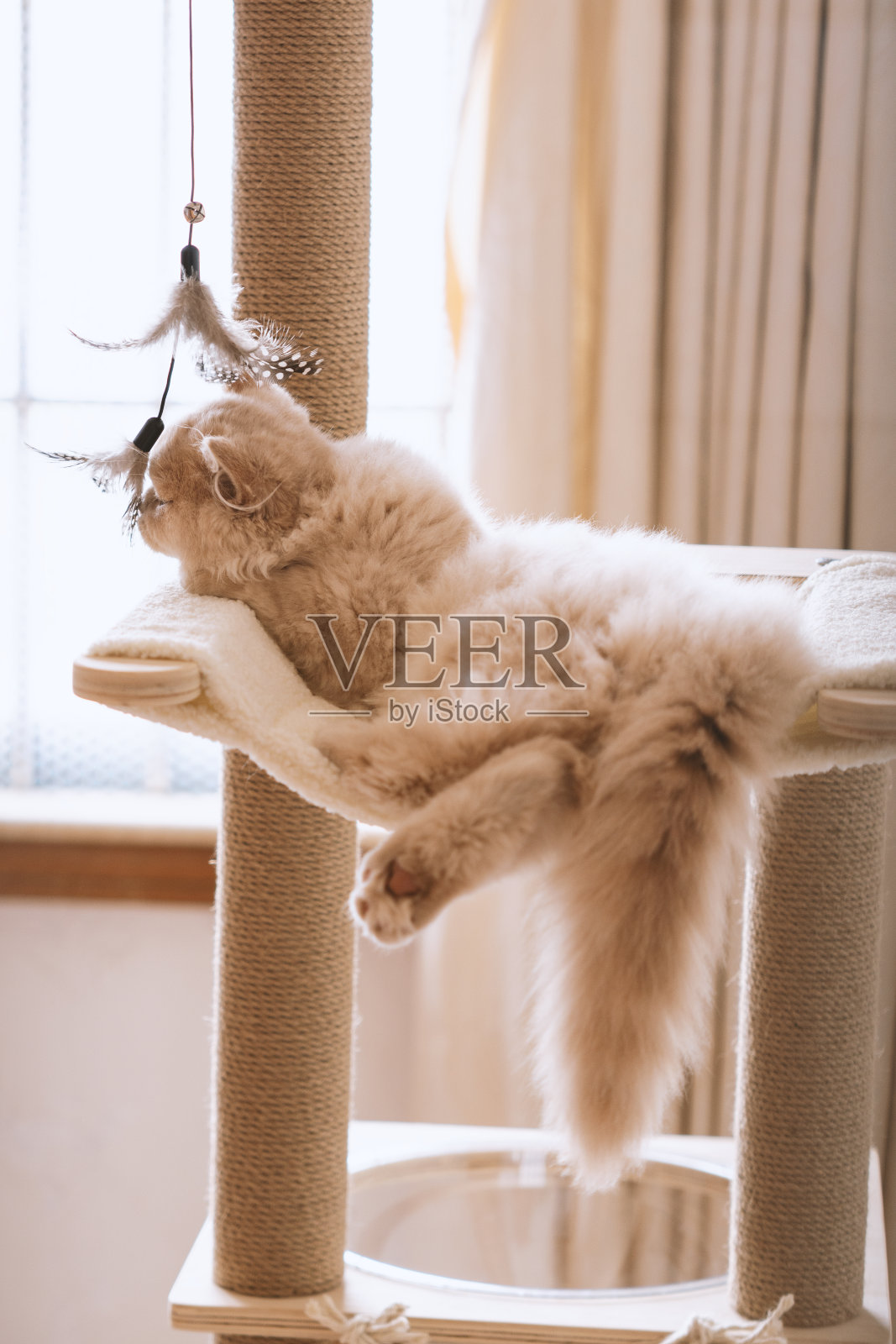 可爱的奶油色英国长毛猫在猫爬架上玩耍，小猫在猫床上玩玩具、睡觉和探索，一切都显得快乐和满足。照片摄影图片