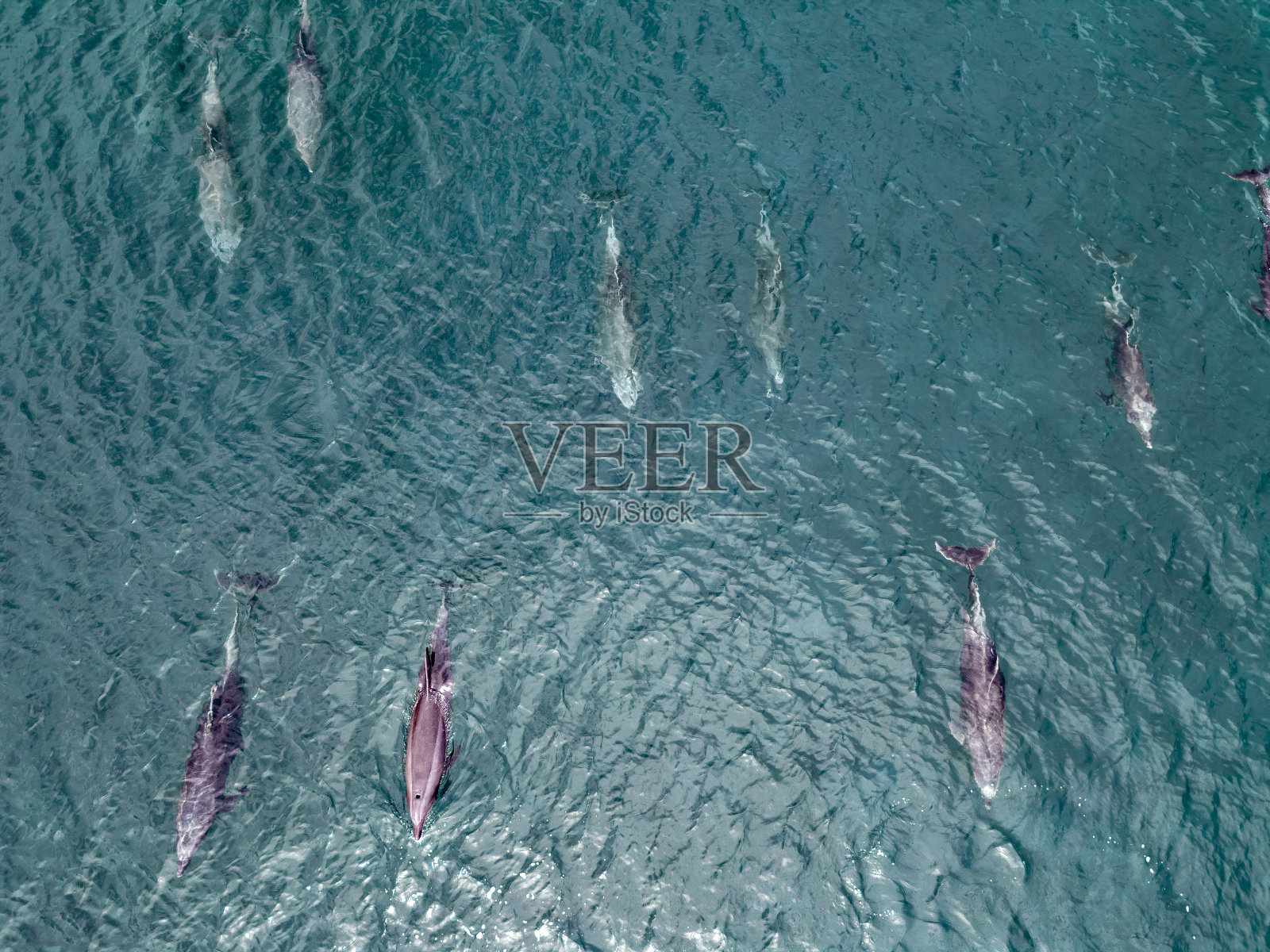 嬉戏的海豚群在科尔特斯海航拍，下加利福尼亚南部墨西哥无人机视图照片摄影图片