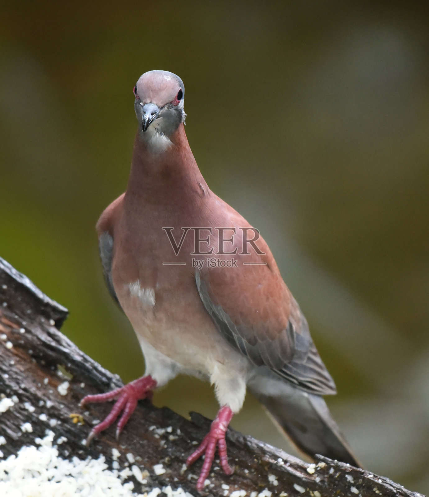 哥斯达黎加的鸟类:浅孔鸽子(Patagioenas cayennensis)照片摄影图片