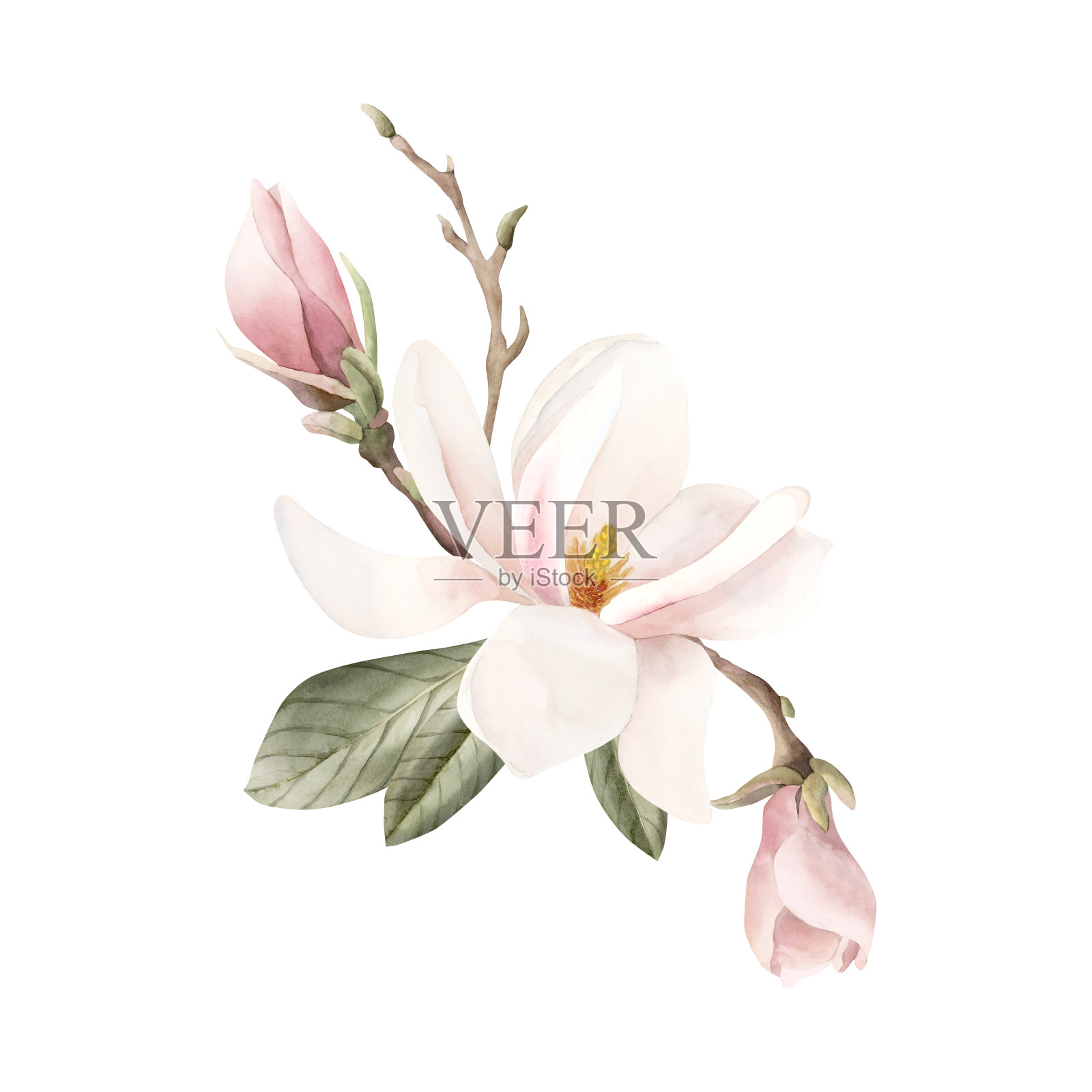 由淡粉色的玉兰花、芽、枝、叶组成。花水彩插图孤立在白色插画图片素材