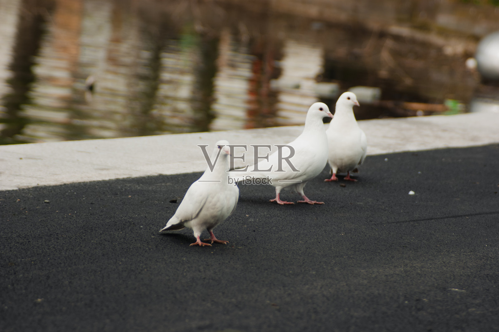 白鸽走在路上照片摄影图片