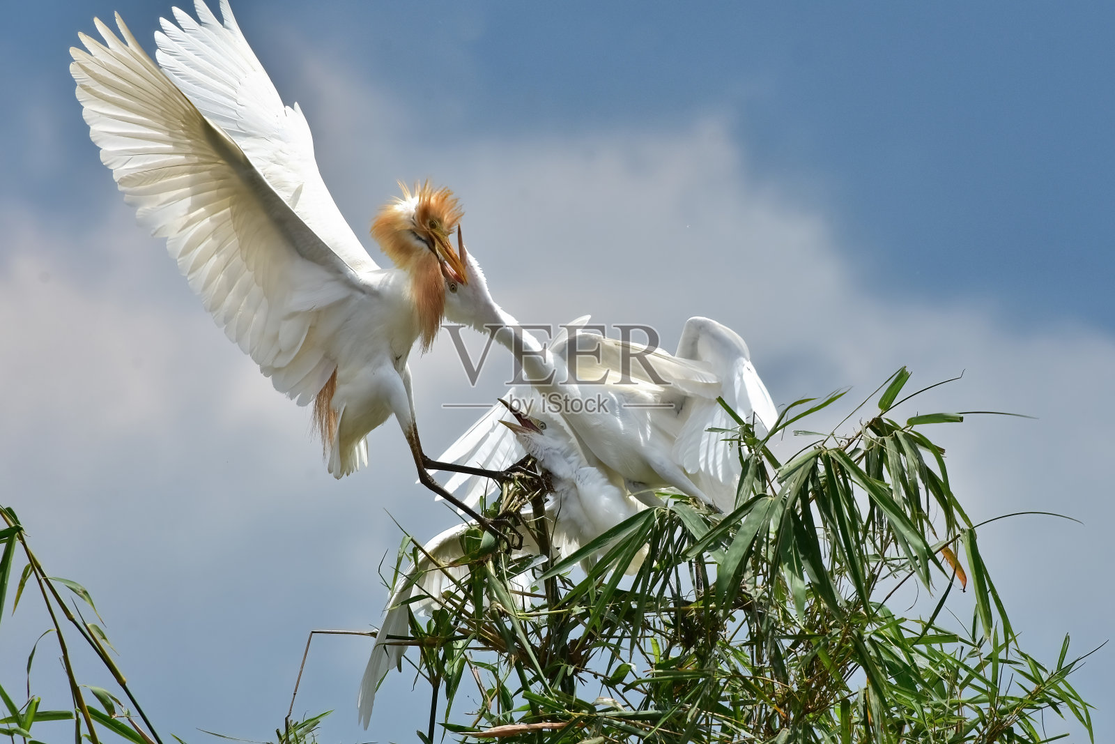 鸟喂食照片摄影图片