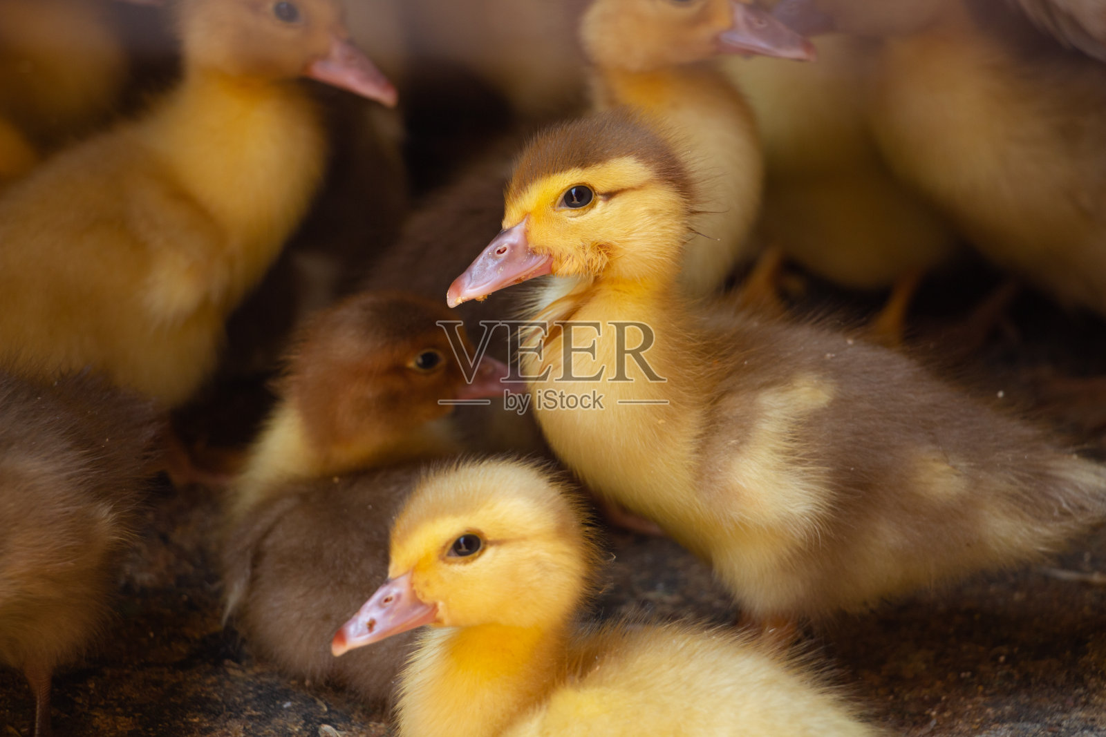 小黄鸭，新生鸭，家禽养殖场，畜牧业照片摄影图片