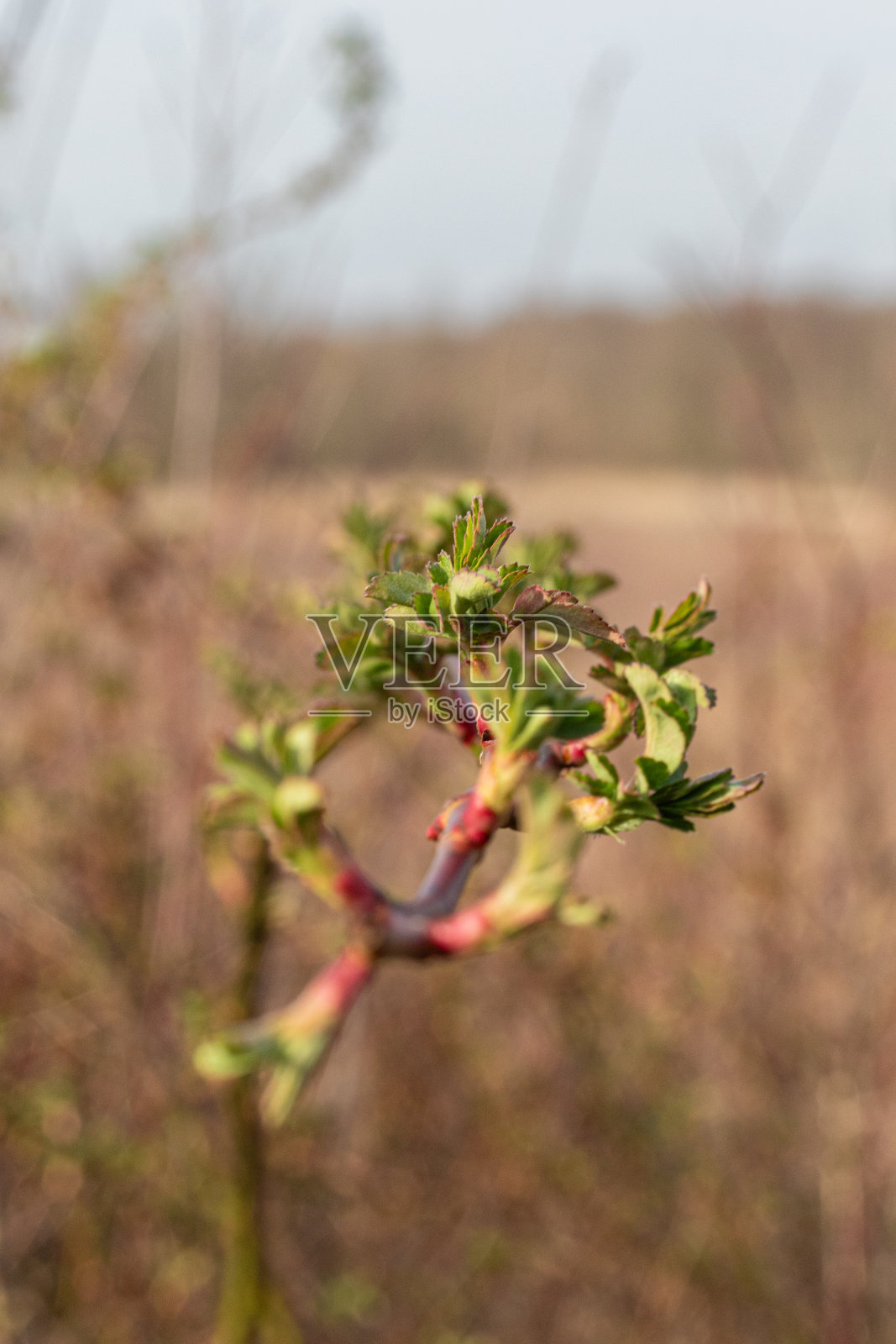 盛开照片摄影图片