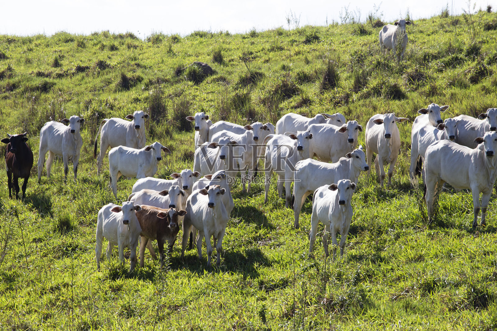 巴西的Nelore牛照片摄影图片