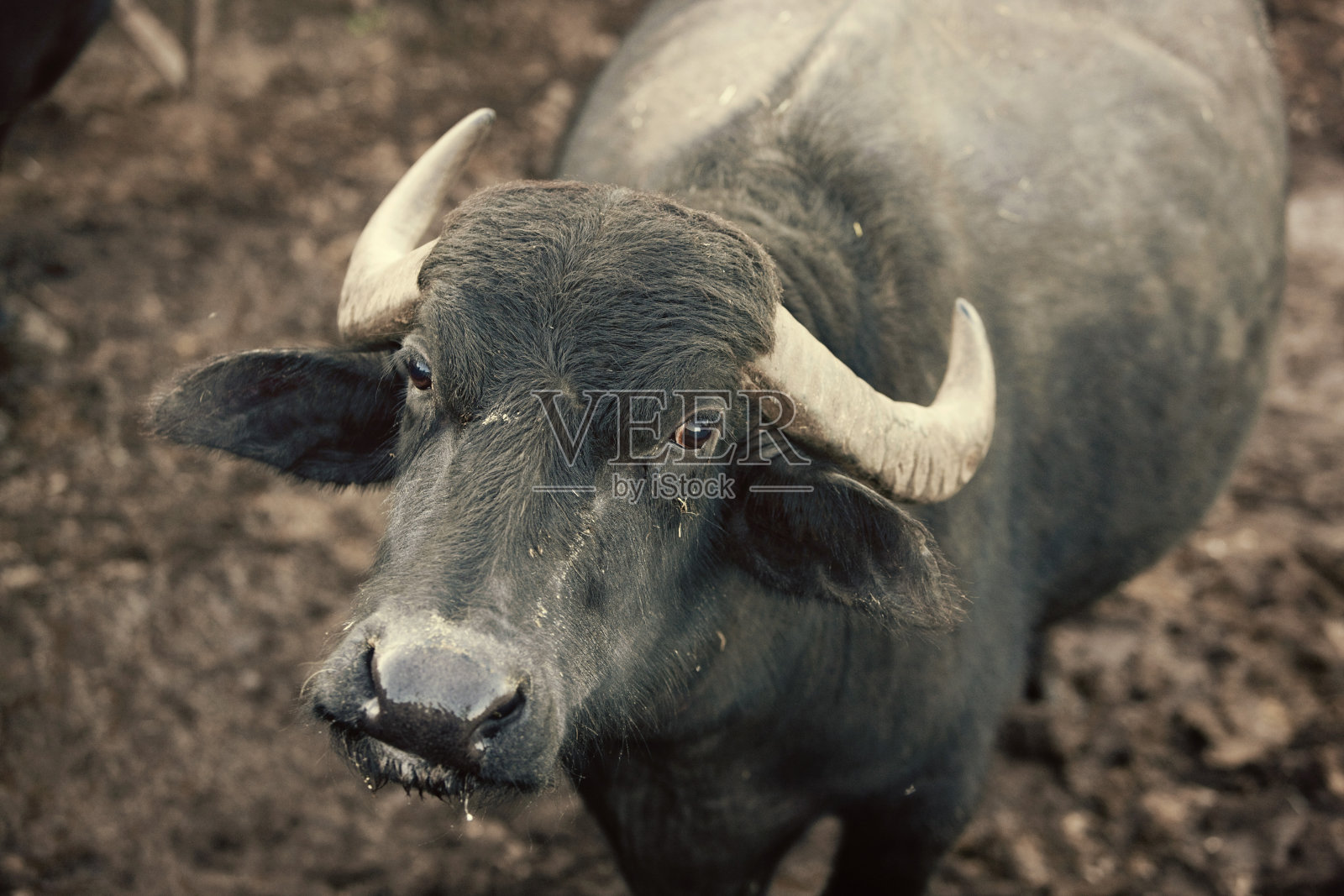 水牛照片摄影图片