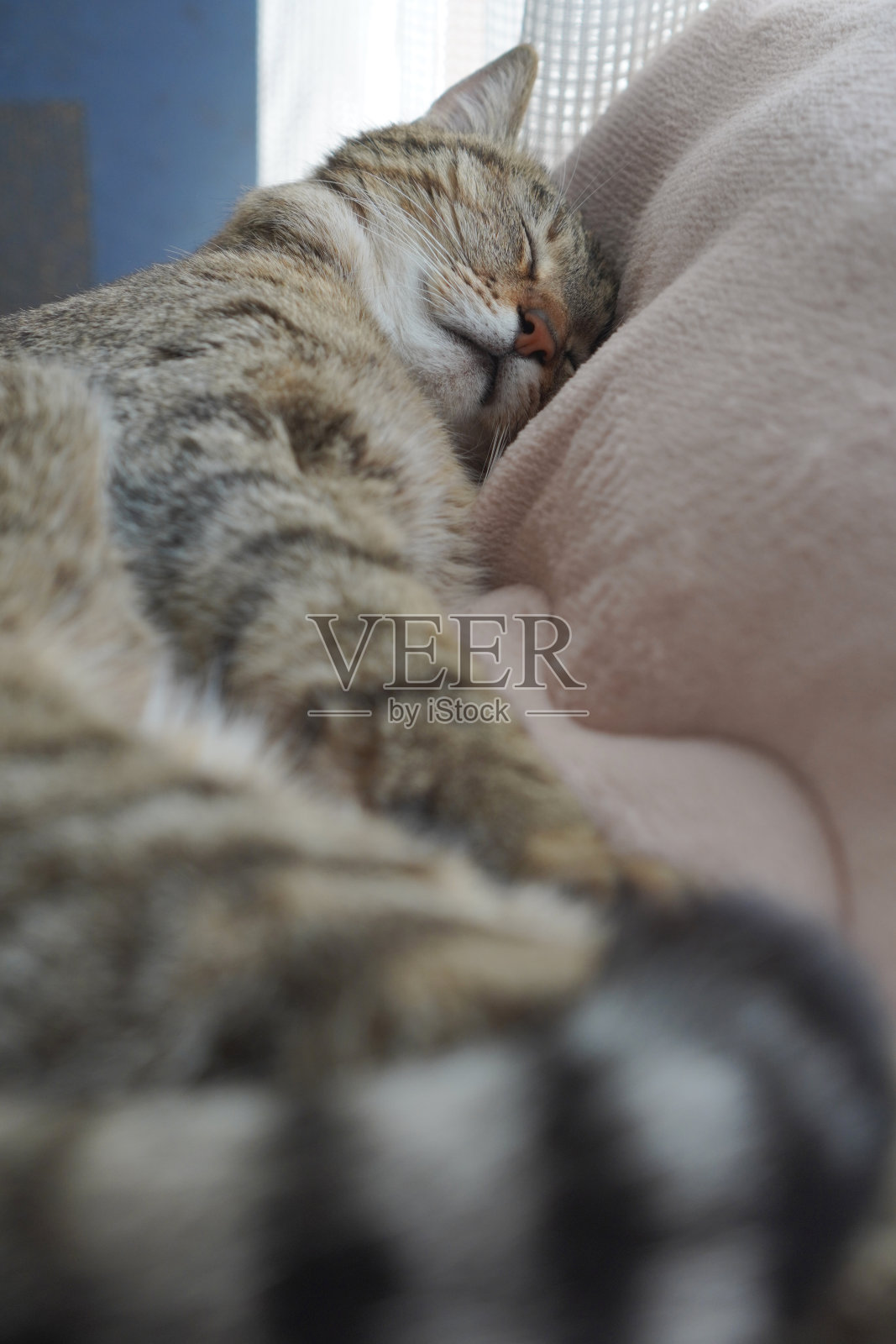 睡觉的猫照片摄影图片