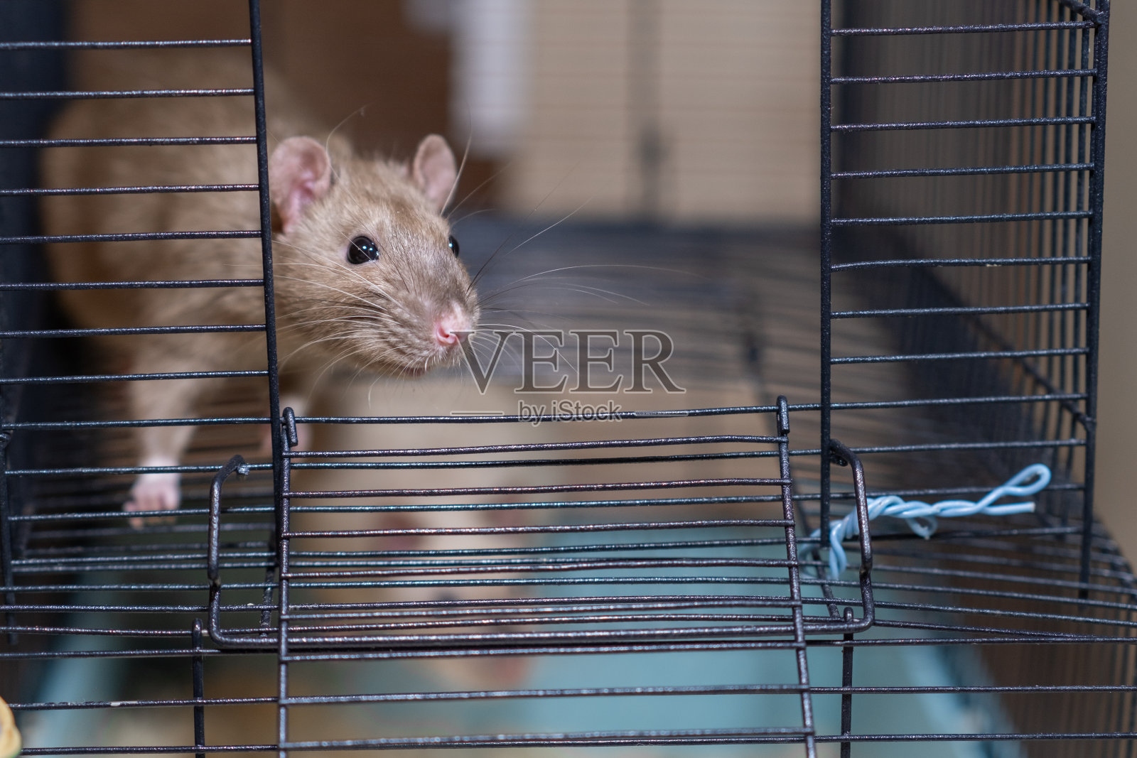笼子里的家鼠用爪子抓着食物吃。照片摄影图片