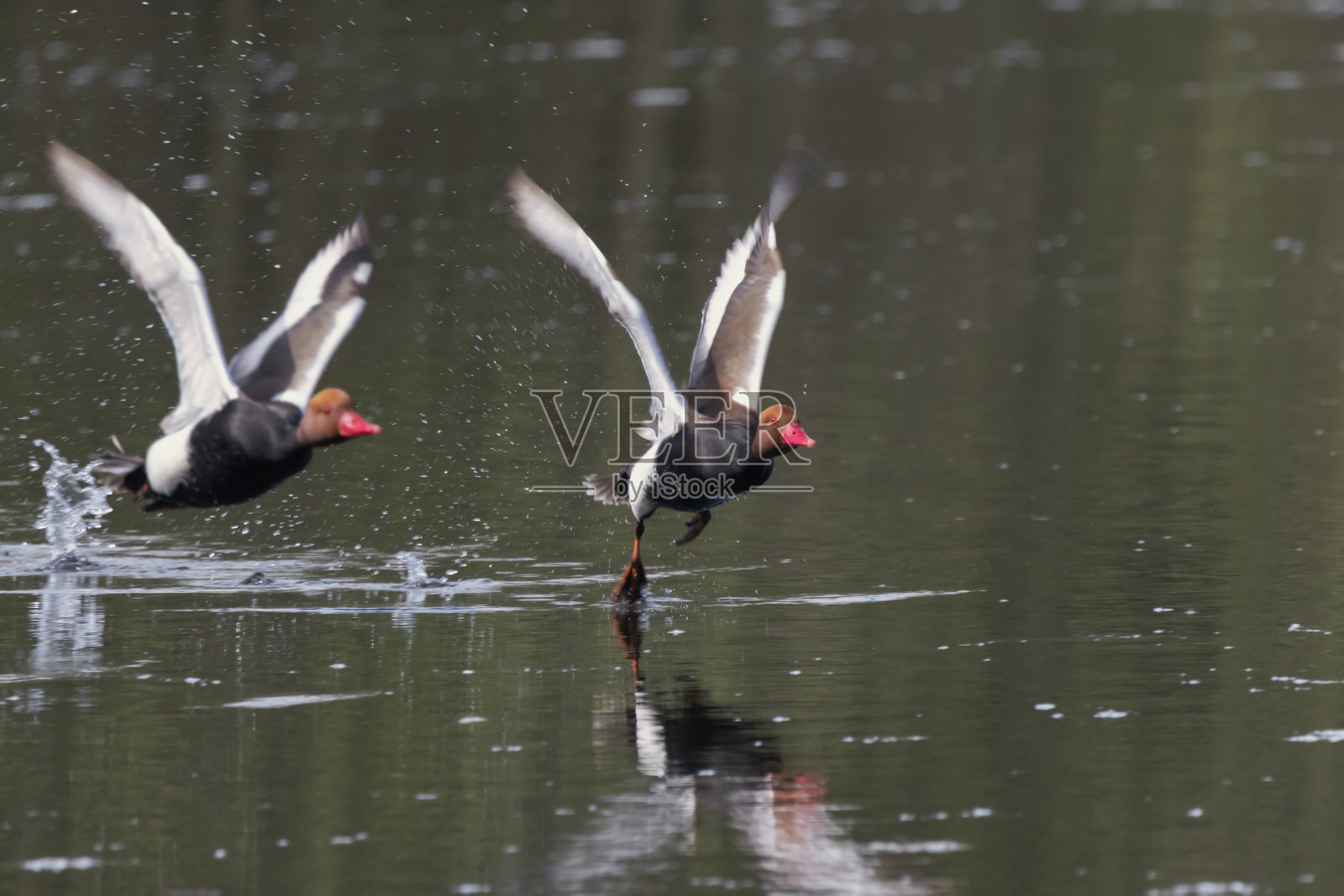 飞行中的红冠潜鸭。照片摄影图片