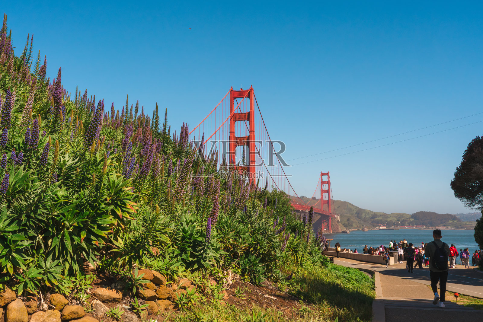 通往金门大桥的人行道两旁排列着紫色的开花植物。照片摄影图片