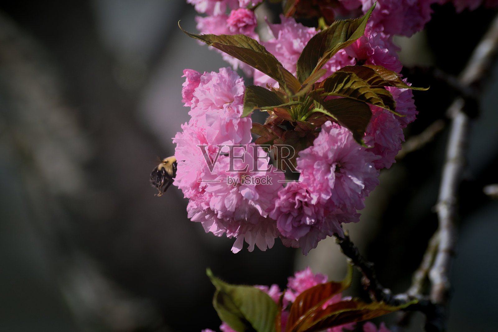 大黄蜂在樱花上照片摄影图片