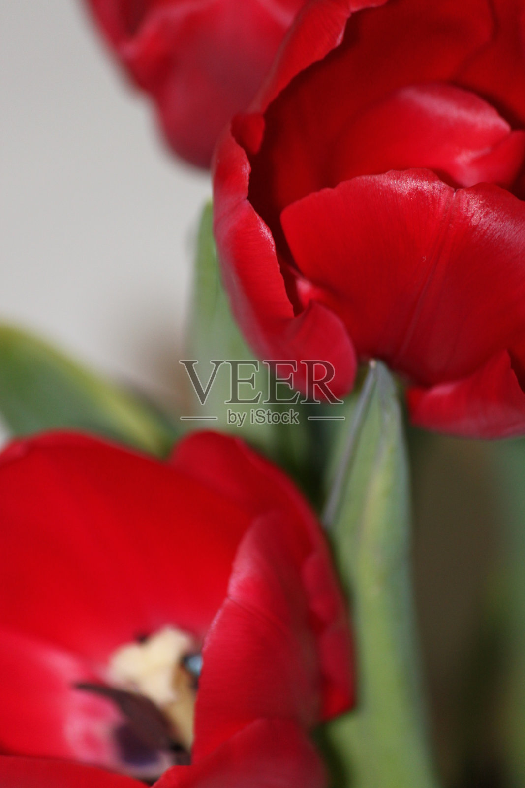 红色郁金香照片摄影图片