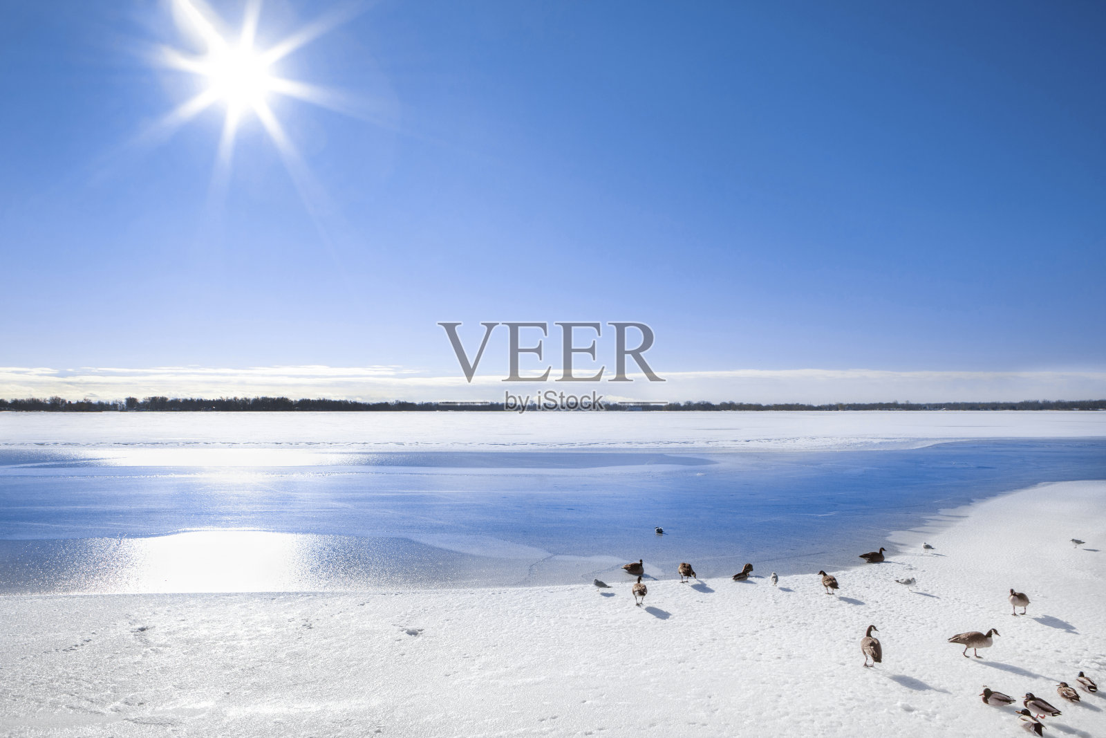 鸟儿在结冰的海湾上照片摄影图片