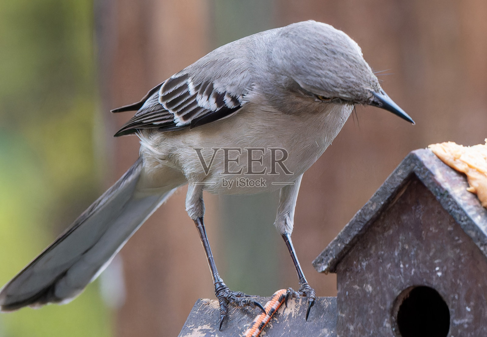 一只北方反舌鸟在花生酱喂食器上照片摄影图片