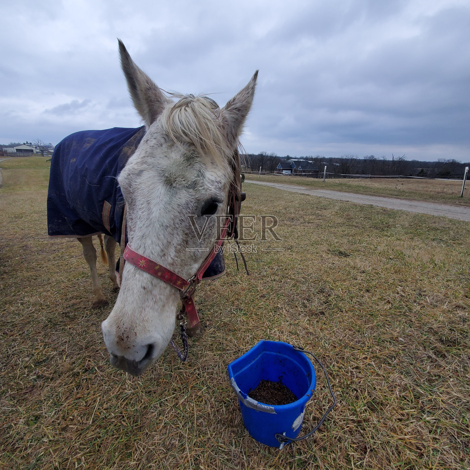 牧场上的母马提着水桶照片摄影图片
