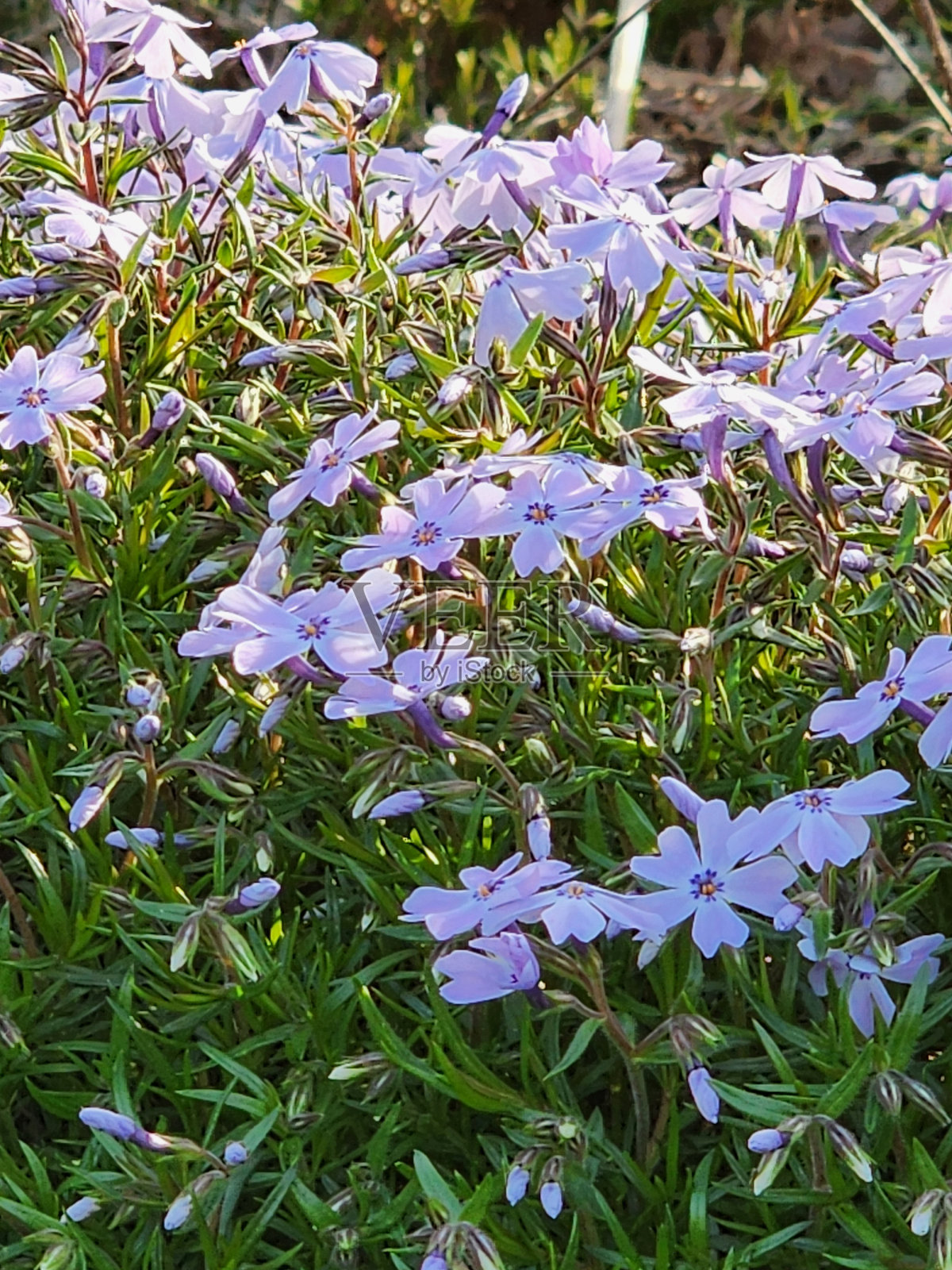 开花的夹竹桃照片摄影图片