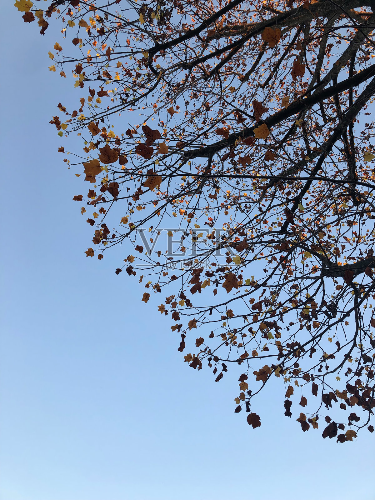 棕色叶子的树枝照片摄影图片