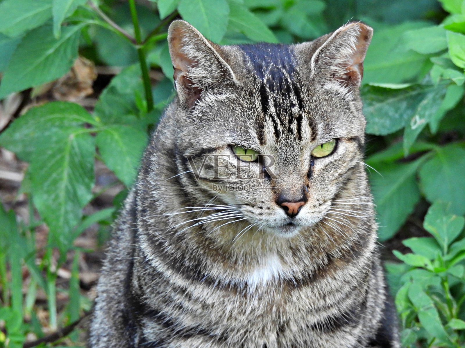 野猫(Felis catus)照片摄影图片