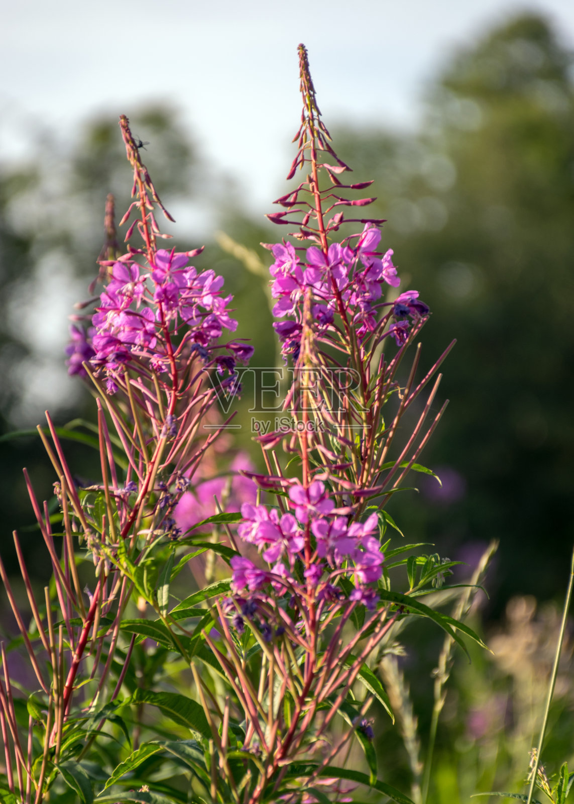 迷离的背景上粉色花朵的碎片，夏天照片摄影图片