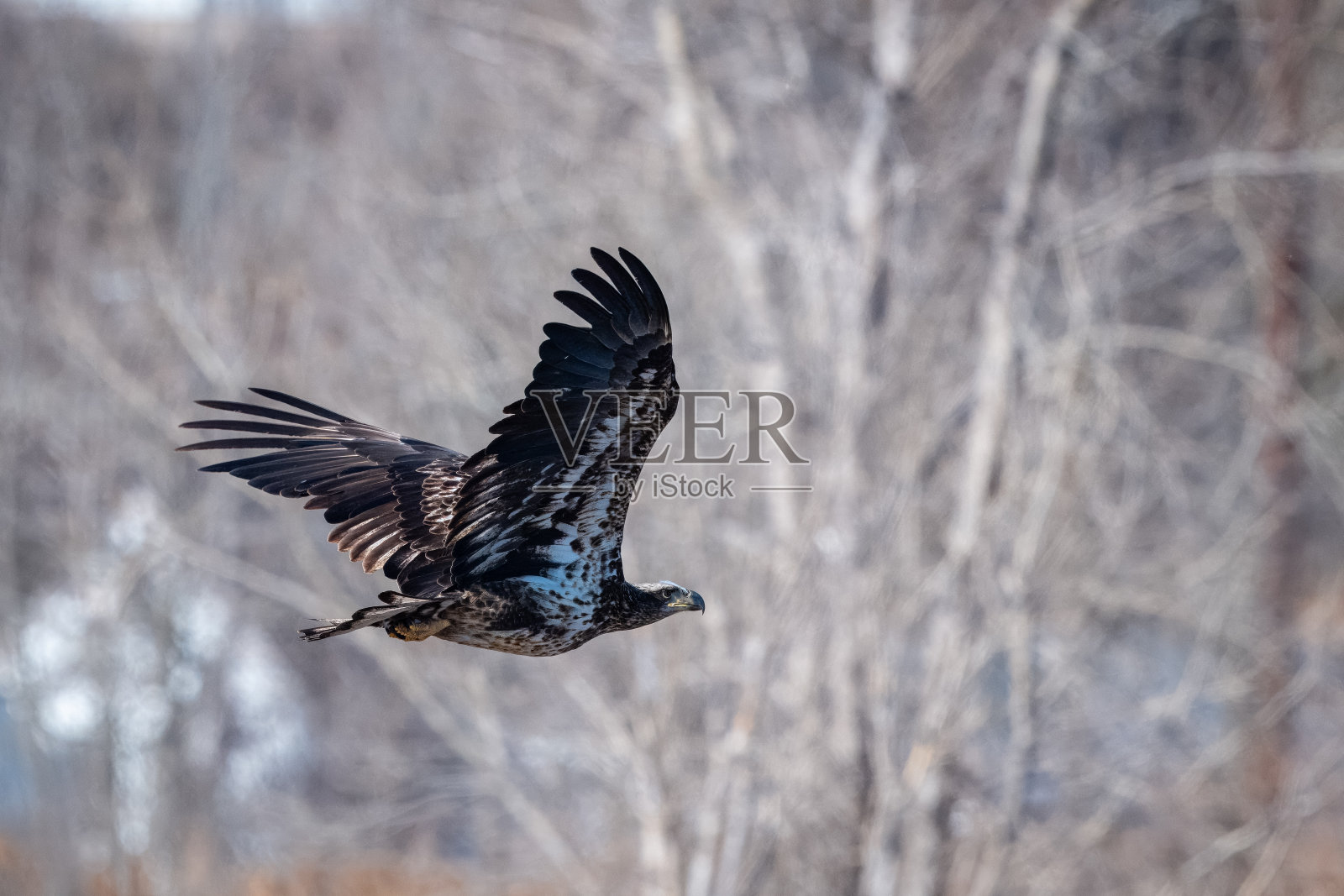 少管所飞掠照片摄影图片
