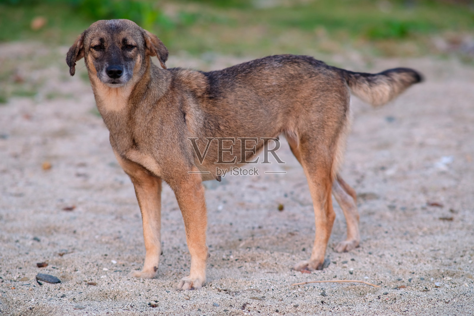 奥罗拉巴勒海滩边的流浪狗。照片摄影图片