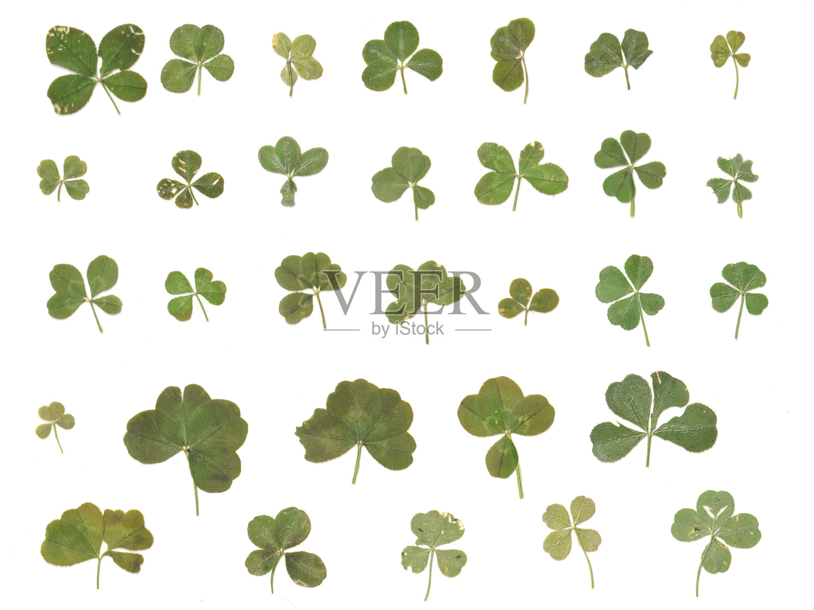 来自太平洋西北部的真正的4-5叶三叶草品种(扁平和分离)照片摄影图片