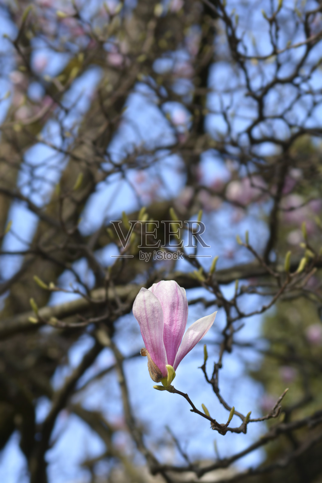 木兰树照片摄影图片