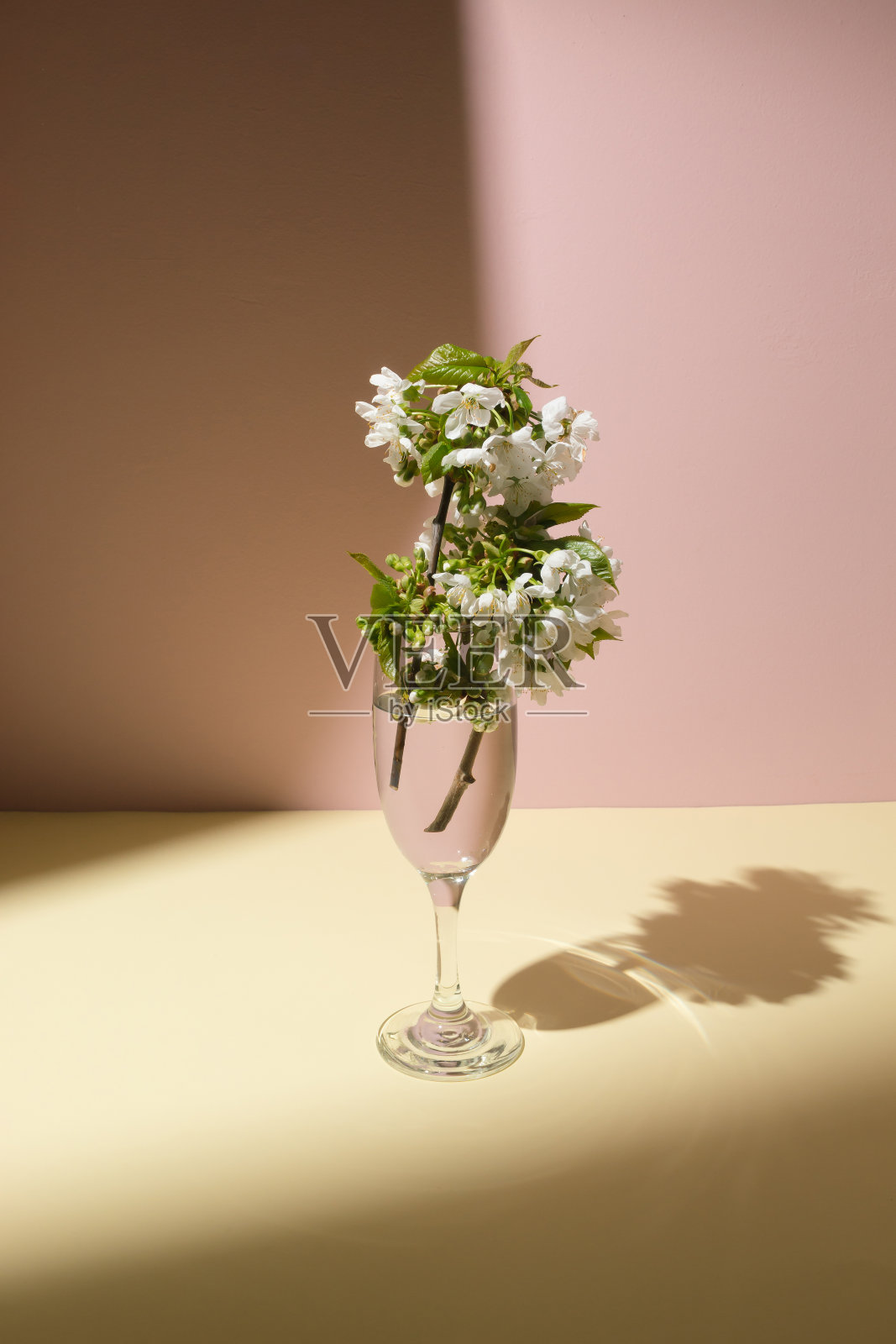 桌子上酒杯里的樱花。晴天概念照片摄影图片