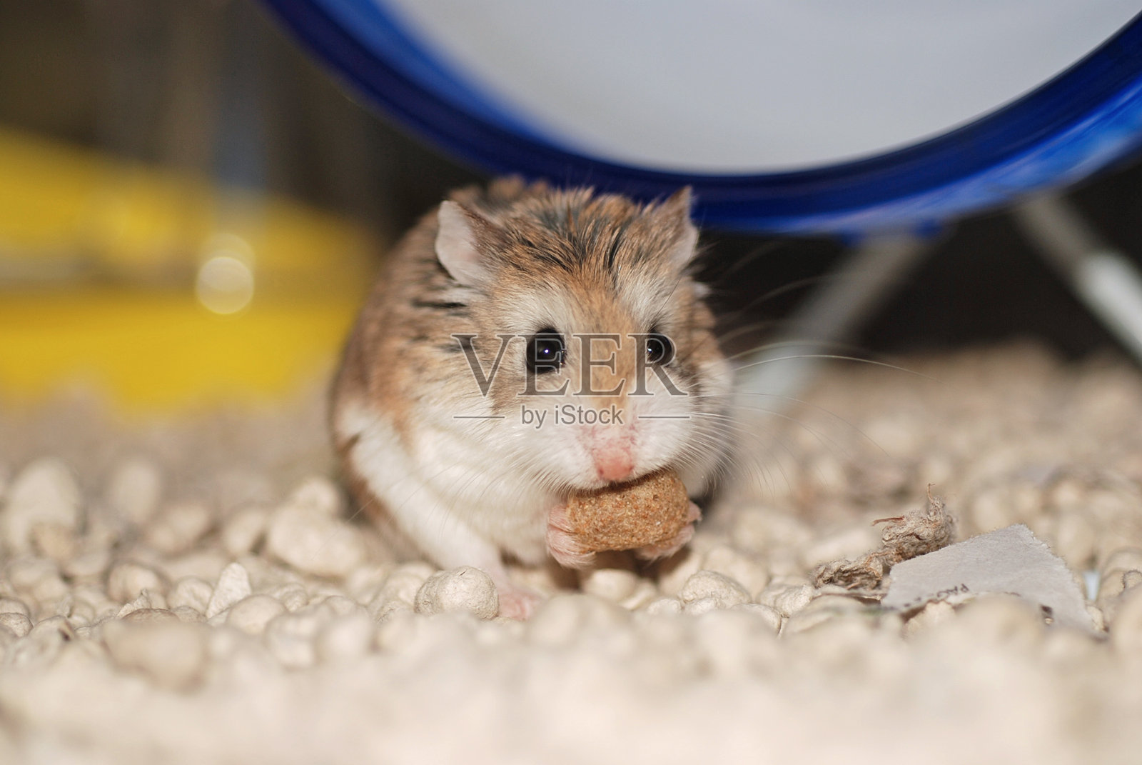 Roborovski仓鼠在吃零食照片摄影图片