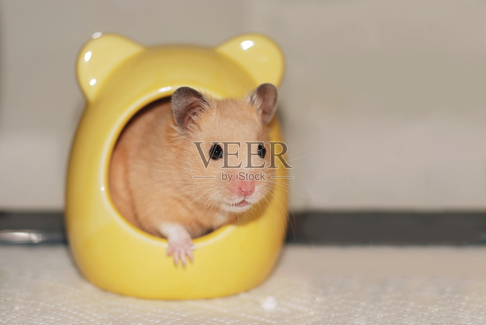 金仓鼠正从房子里往外偷看照片摄影图片