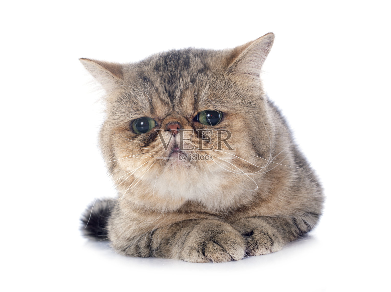 异国短毛猫照片摄影图片