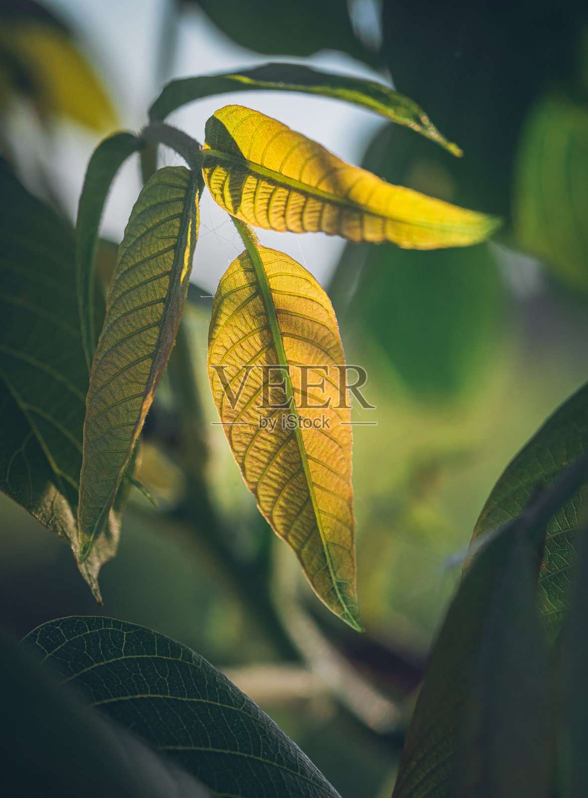 自然之美照片摄影图片