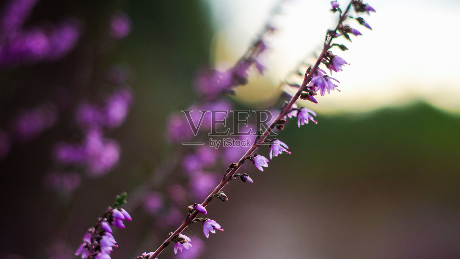 Bruyeres萨特照片摄影图片