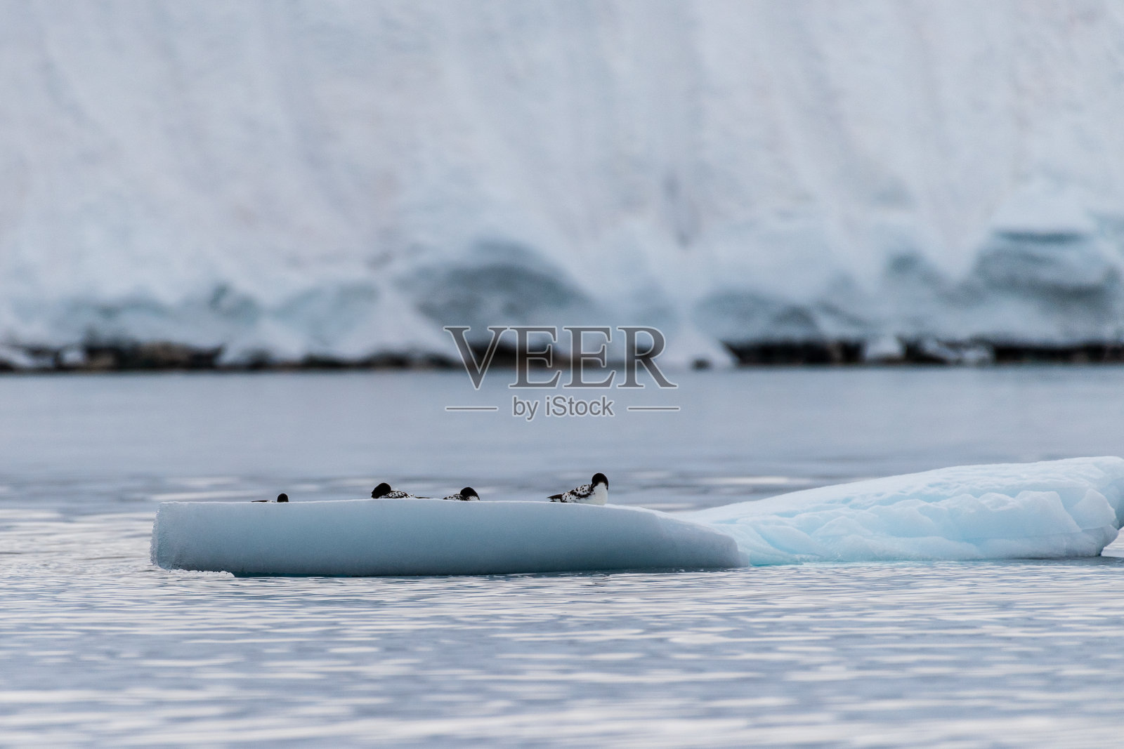 海燕在冰山上休息照片摄影图片