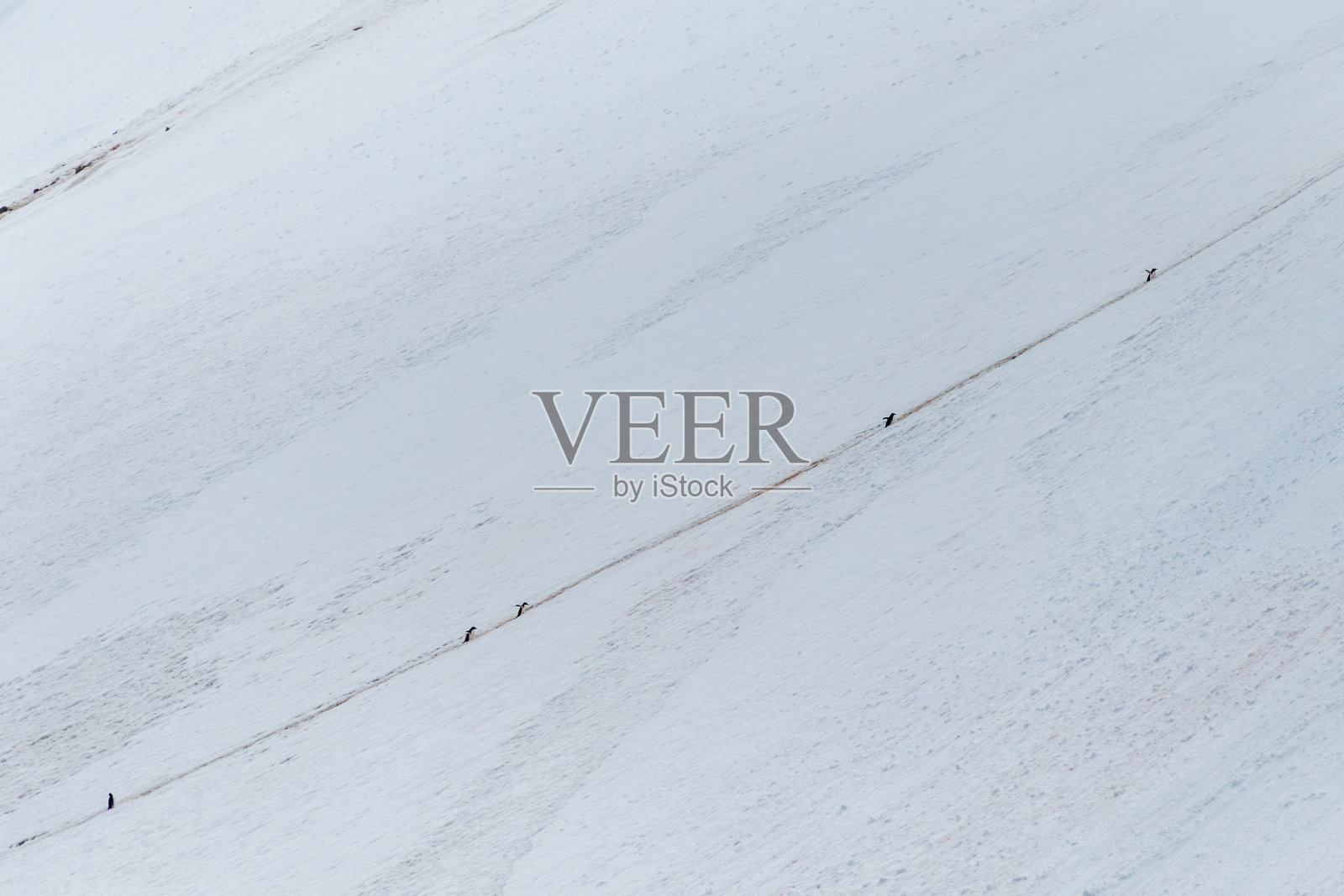 南极洲的巴布亚企鹅照片摄影图片