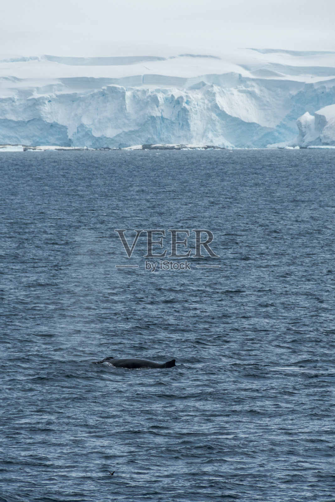 在南极潜水的鲸鱼照片摄影图片