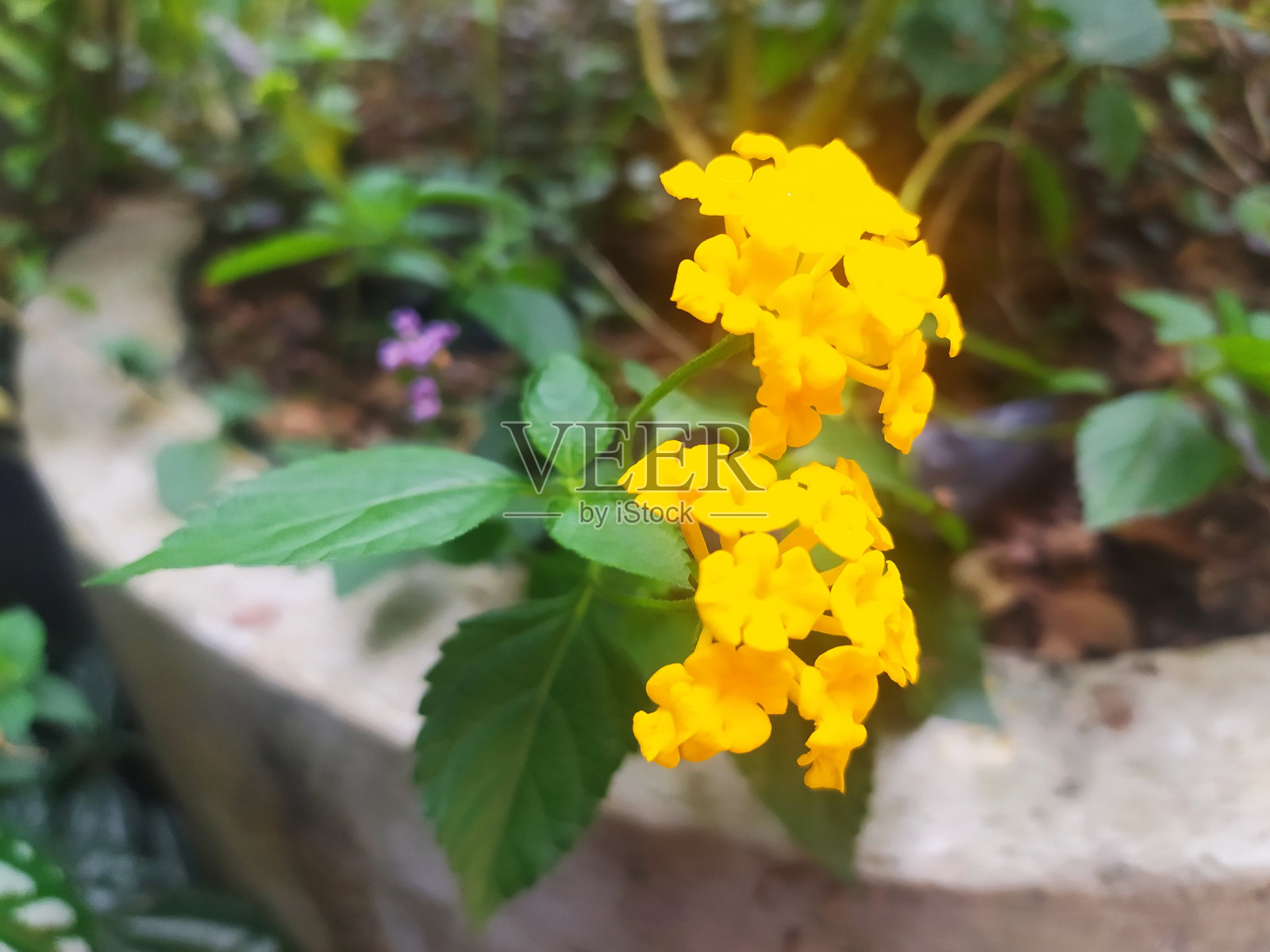 由绿叶和黄花组成的创意布局照片摄影图片