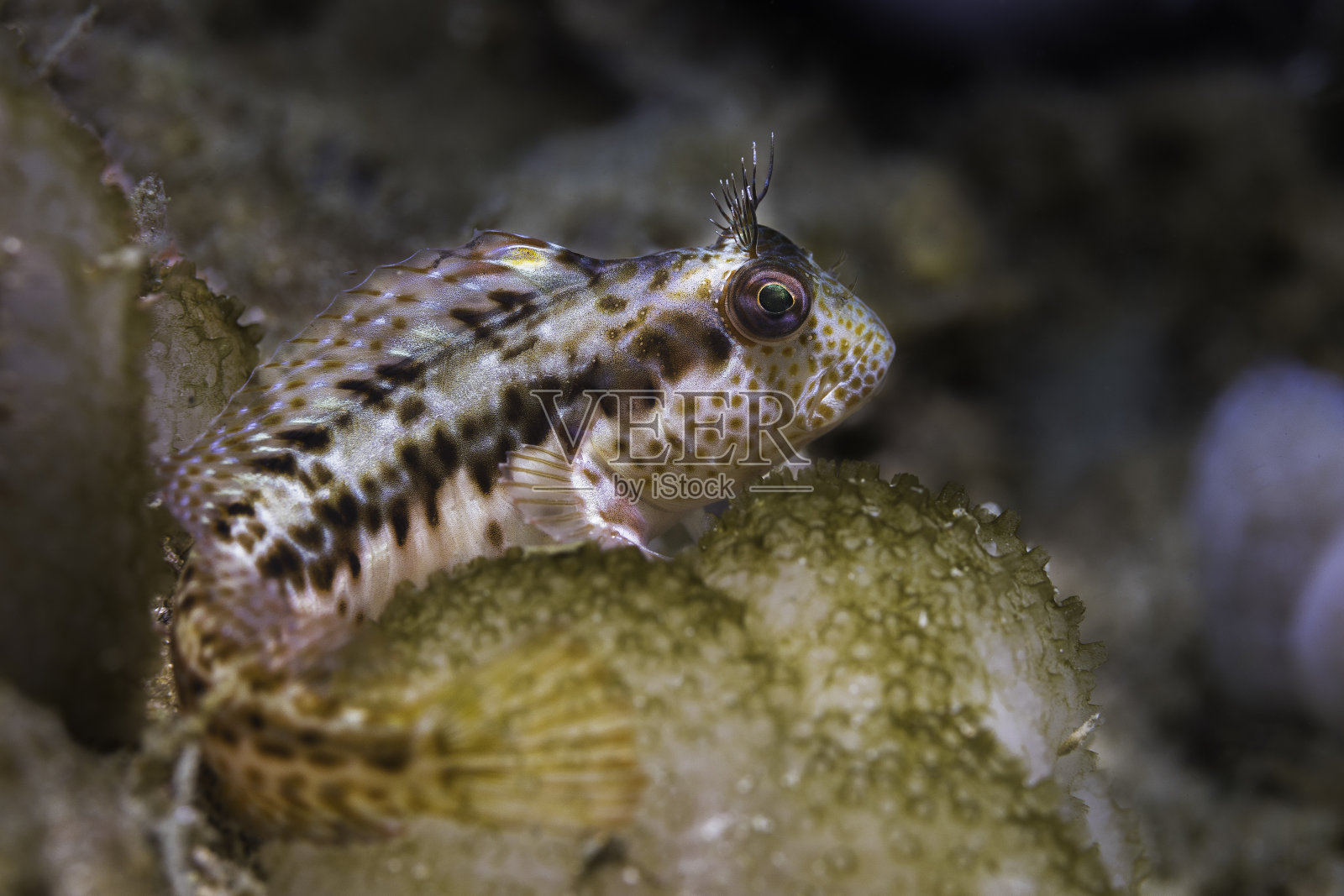 一条环颈长鳍鱼照片摄影图片